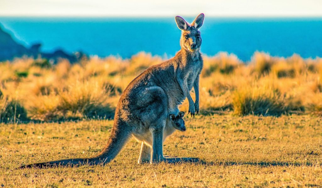 Kangaroo Island