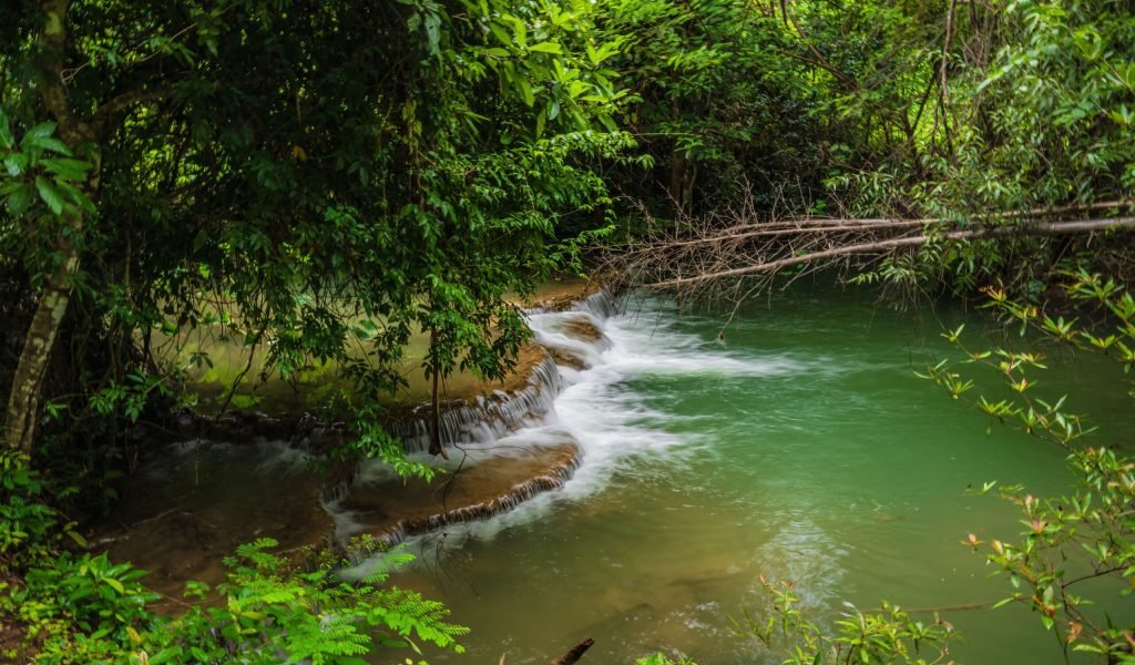 The Daintree Rainforest