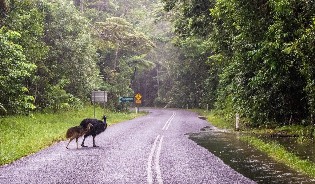 the Daintree Ecolodge2