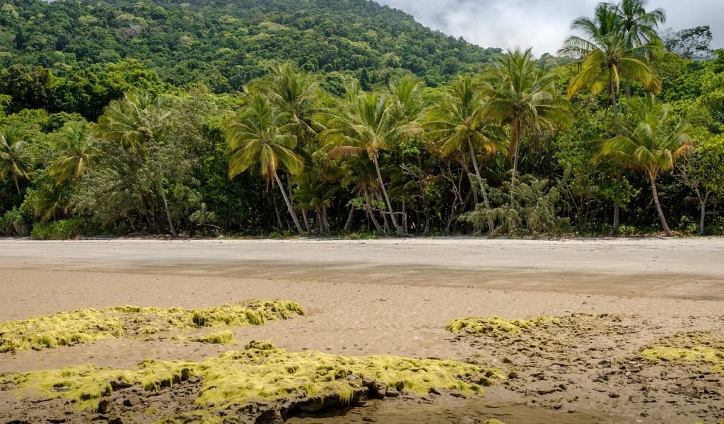 the Daintree Rainforest1